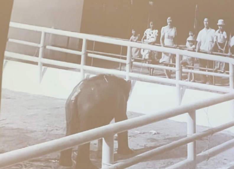 從過去的紀錄影片中，可以發現許多遊客會從外圍丟食物或是拿食物引誘綾子接近。聯合新聞網