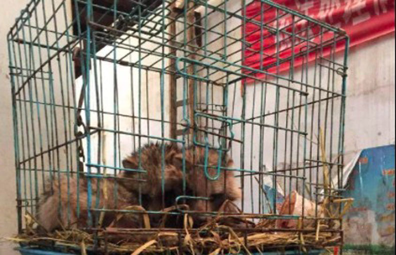 大陸網友曝光,武漢華南海鮮市場曾經販售大量野生動物,以鐵籠鎖住。取自微博