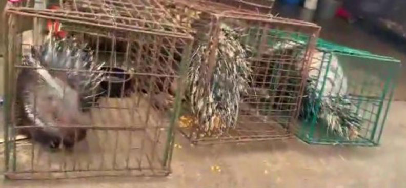 不僅武漢,廣東清遠一個農貿市場也被港媒拍到大量販售箭豬等野生動物。截圖自香港有線新聞