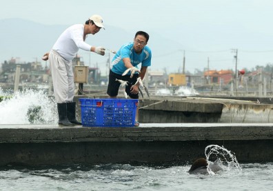 台灣淪經貿孤兒 石斑魚出口無路