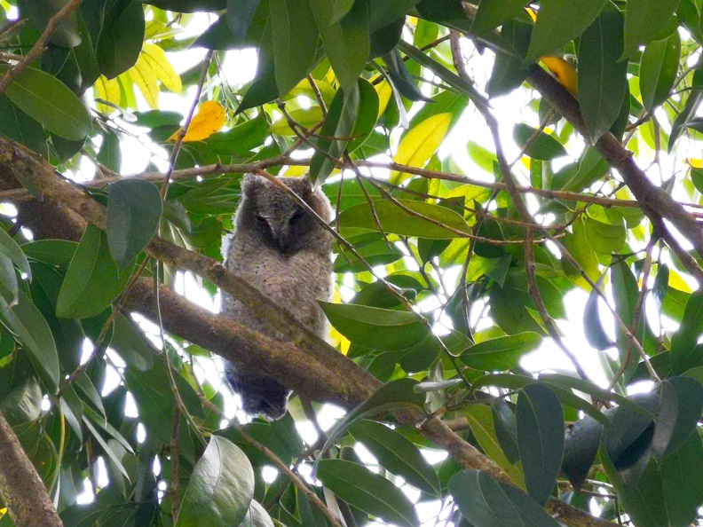 屏科大森林系針對物種調查,為能加強貓頭鷹回歸,在樹上架設巢箱,企圖吸引貓頭鷹入住。圖片來源:屏科大森林系。