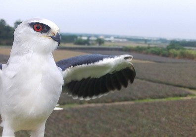 友善老鷹農法、植物醫師 屏科大的天敵產業之路
