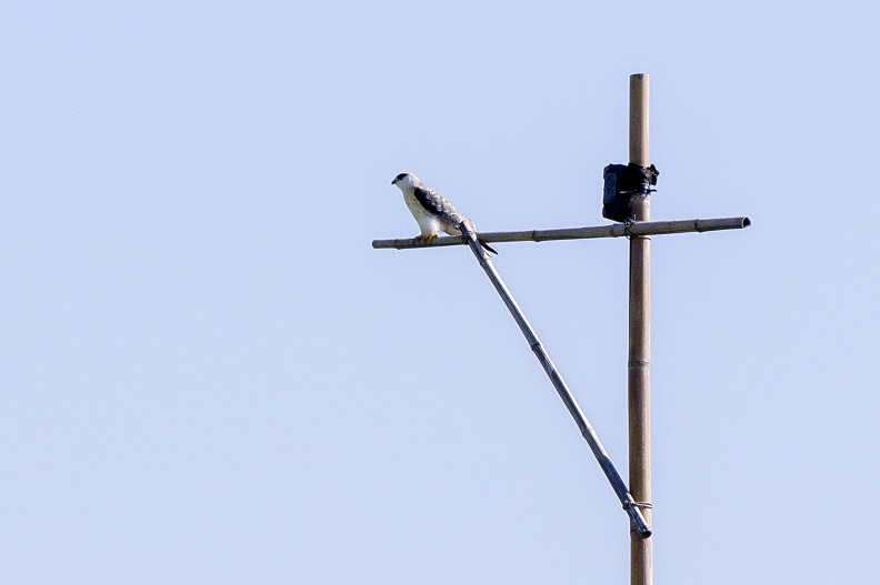 老鷹棲架吸引黑翅鳶等猛禽類前來棲息,有效抑制鼠患。