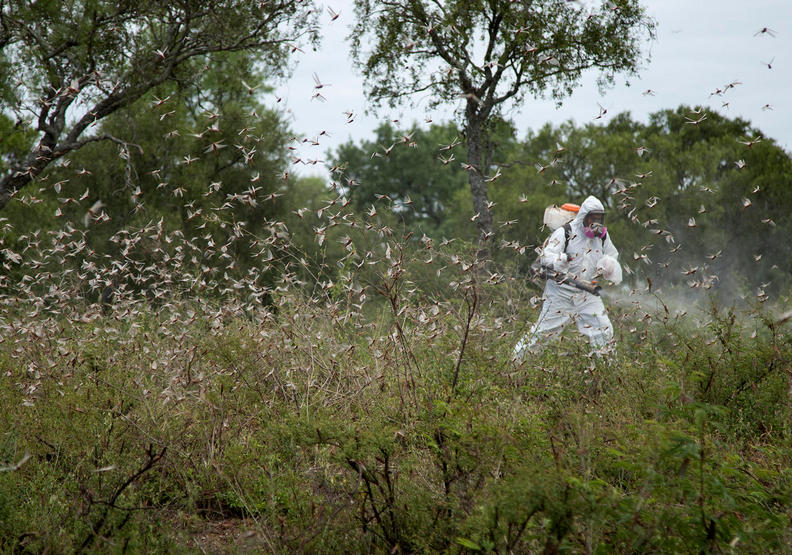 唯一的解決方式是投放農藥,但經費高昂