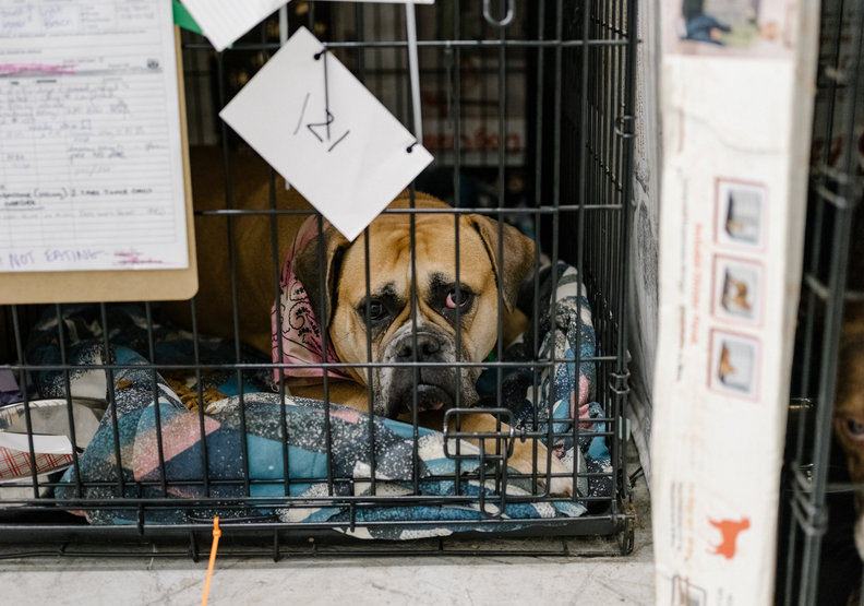 禁止寵物店販賣非救援動物 美國邁出打擊繁殖場重大里程碑 魯皓平 遠見雜誌