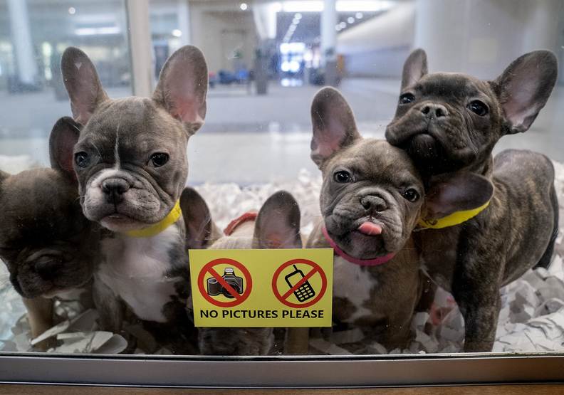 許多寵物店的背後,都是醜陋且黑暗