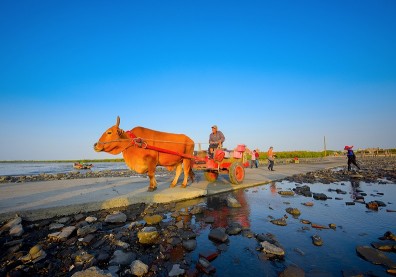全台唯一！彰化海牛文化承載芳苑討海精神近百年