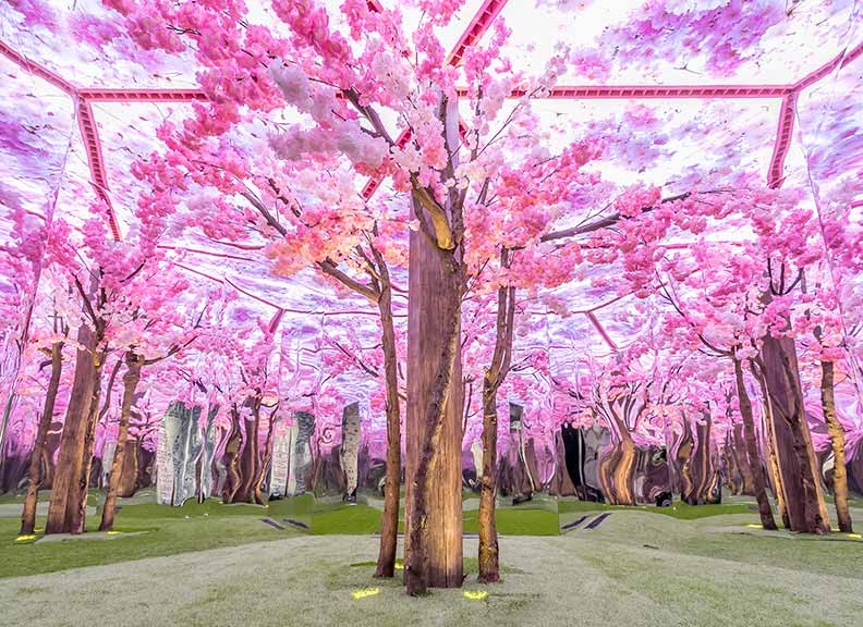 《秘境落櫻繽紛》 【幻鏡花園】展區的《秘境落櫻繽紛》,打造櫻花六角鏡屋,藉由鏡像反射原理,創造無邊際空間,放眼一望無際的櫻花林,光影交錯彷彿置身於幻境之中。(圖/時藝多媒體)