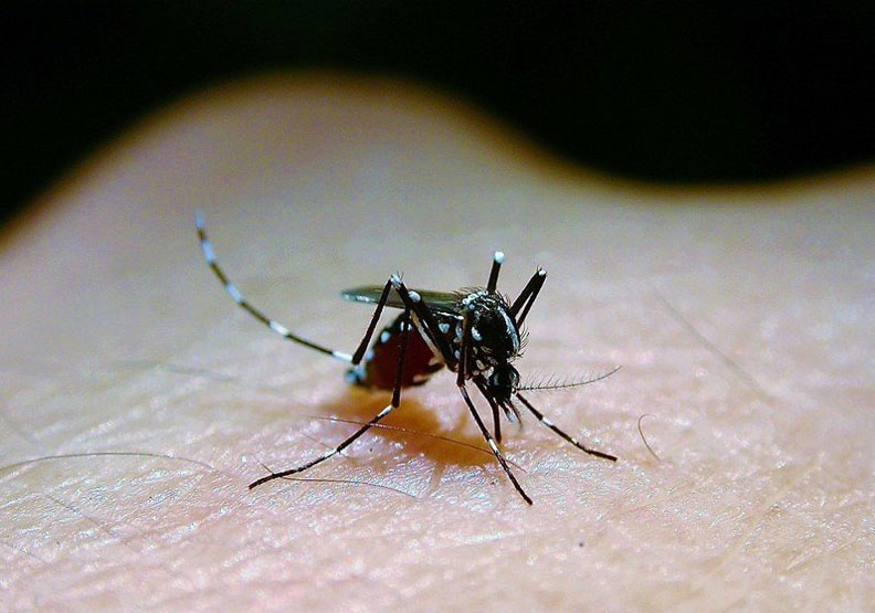 日本腦炎以三斑家蚊、環紋家蚊及白頭家蚊為主要病媒蚊。 聯合新聞網提供