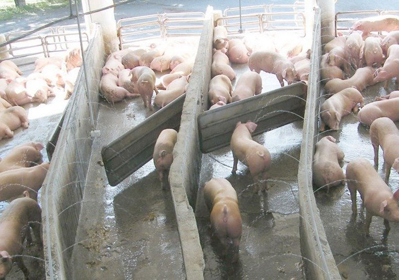 H1N1流感2009年在美國造成至少近2萬人死亡,當年被稱「豬流感」。 聯合新聞網提供