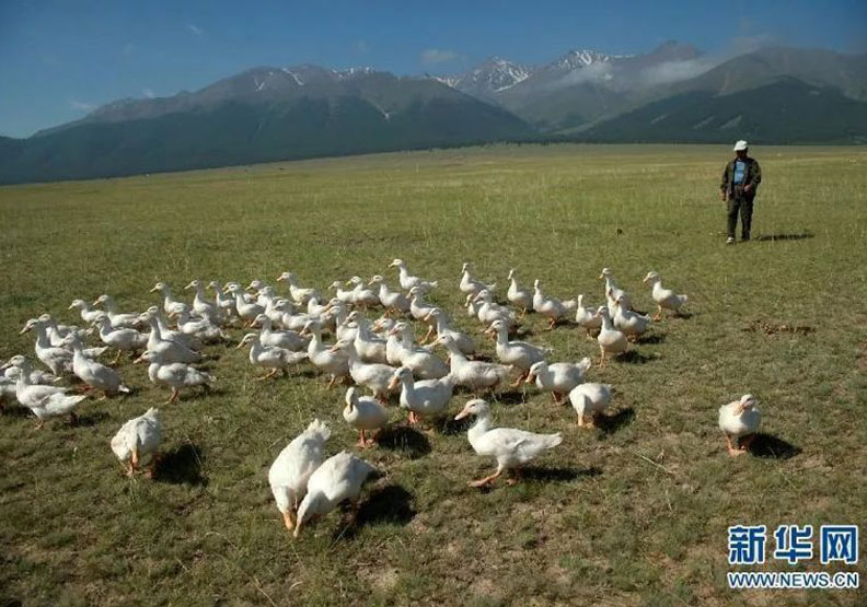 大陸擁有多年的治蝗經驗,治蝗利器就是這些鴨兵鴨將。新華網