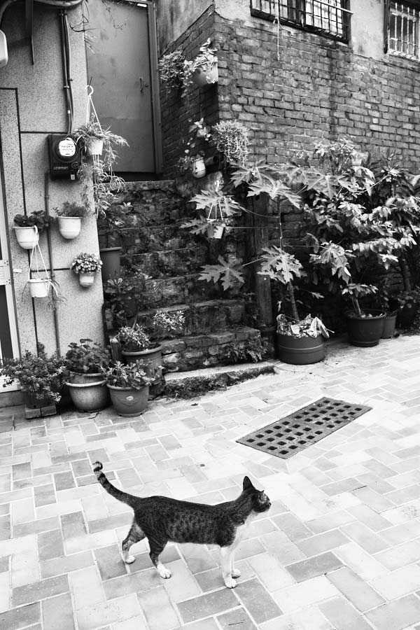 大天后宮旁的階梯與落差。圖片由玉山社提供