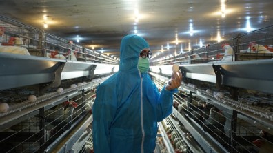 六星級養雞 造就最安心的雞蛋 大成揭開蛋品優質方程式