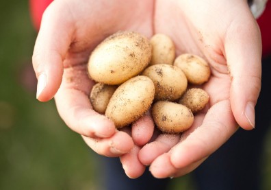 雖然小小一顆不起眼，卻幫助愛爾蘭人口爆炸性增長！