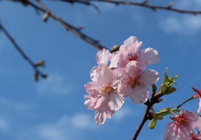 冷氣團報到！２族群外出注意保暖，出遊賞櫻謹記４招防受寒