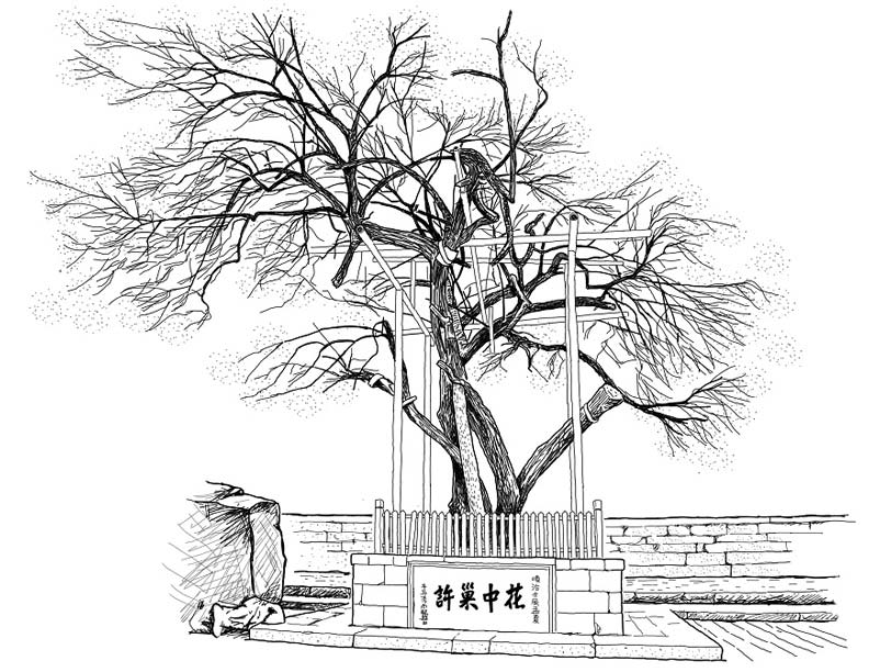 在旅行途中所遇見的老樹與景色,王浩一都會手繪作為紀念,圖為瑯琊山景區內著名的歐梅。
