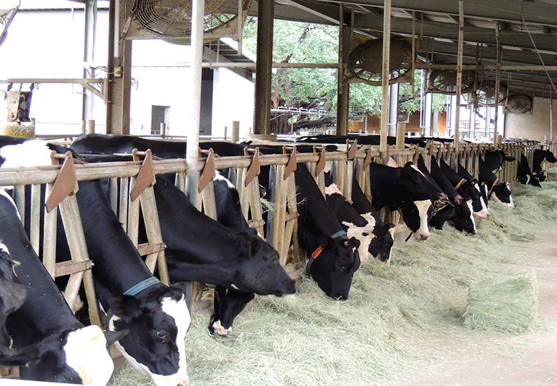 台大農場中的乳牛;取自台大農場粉絲專頁。