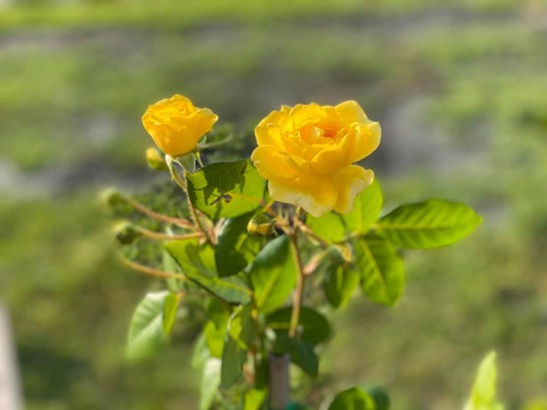 取自龍應台臉書