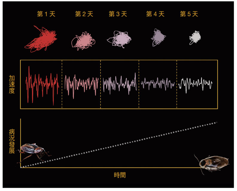 即使是昆蟲，生病時走路方式也會改變。實驗證明了這一點。研究員在一隻感染黴菌的蟑螂身上裝了智慧感應器，測量一千次蟑螂移動的每秒加速度。隨著黴菌在體內逐漸擴散，蟑螂的動作逐日減少（上方的線團），動作變慢，腳步變遲鈍（中間欄高低起伏的線條）。大塊文化提供