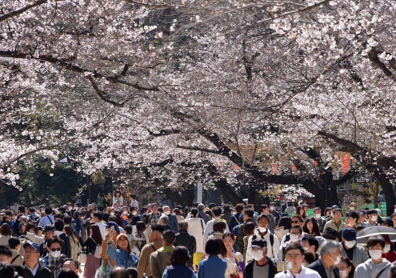疫情爆發後,日本依然熱鬧的賞櫻人潮