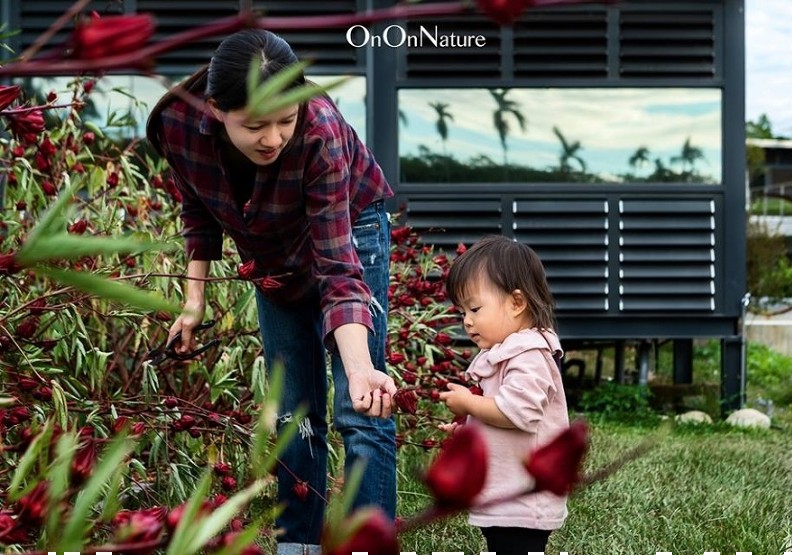 ↑園區裡的自然田種了一些洛神花,正是謝東興所謂比較不須費心的強勢作物。出自On On Natur泱泱自然FB