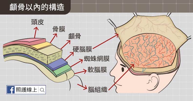 顱骨以內的構造。