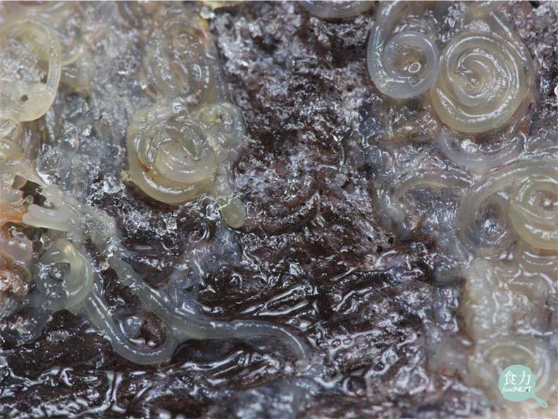 海獸胃線蟲的數量在過去約40年間,數量增加了283倍;取自食力網站。