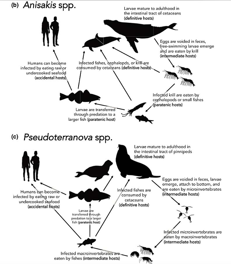 Anisakis屬與Pseudoterranova屬的海獸胃線蟲感染途徑。可見Anisakis屬(上圖)以鯨豚類為最終宿主,Pseudoterranova屬(下圖)以鰭足類為最終宿主。(圖片來源:ResearchGate)