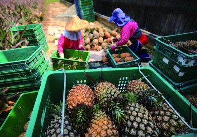 落實全利用 鳳梨葉做成紙