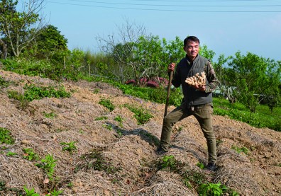 「袋薑」農法 推廣友善耕種
