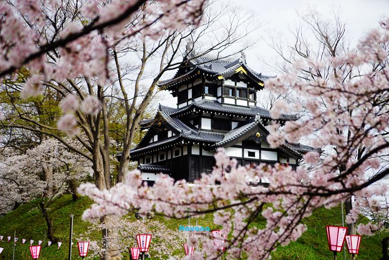 2017年再推出的「續100名城」,大多不在交通便利的都市,攀爬過程也具難度,卡瓦納建議最好別帶伴侶去,「否則很容易變分手團!」不過,喜歡櫻花的朋友倒有機會結合,因為日本評選的「櫻花百選」美景,就有36處位於古城,如被譽三大夜櫻名所的新瀉縣「高田城」。(圖片提供:卡瓦納)