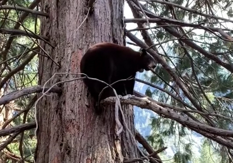 優勝美地野生動物漸漸出沒