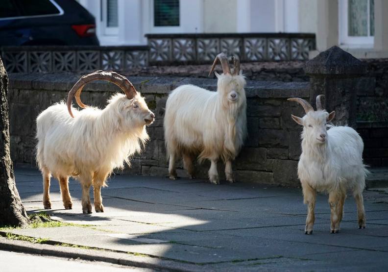 野山羊重新出現在城鎮內