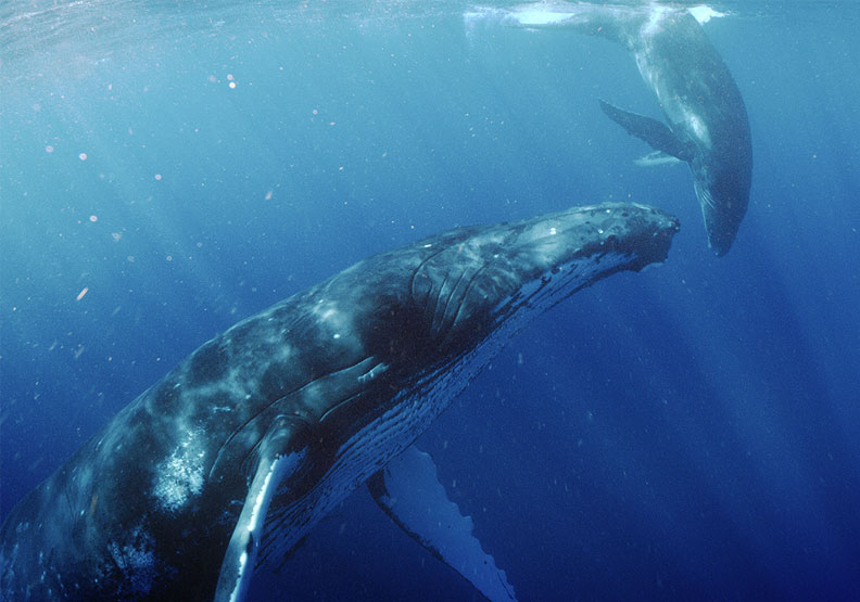 台達基金會贊助攝影團隊遠赴赤道拍攝難得一見的座頭鯨身影，將以8K超高畫質影像呈現，預計年底巡演，盼能喚起大眾對海洋生態保育的重視。台達提供