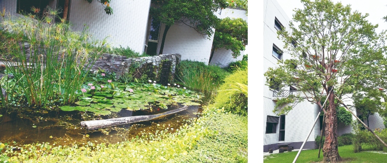 左:廠外的生態池綠帶,提供許多小型生物作為棲息地。|圖右:廠房門口那棵大病初癒的老樹,象徵台南廠旺盛的生物多樣性及自然活力。