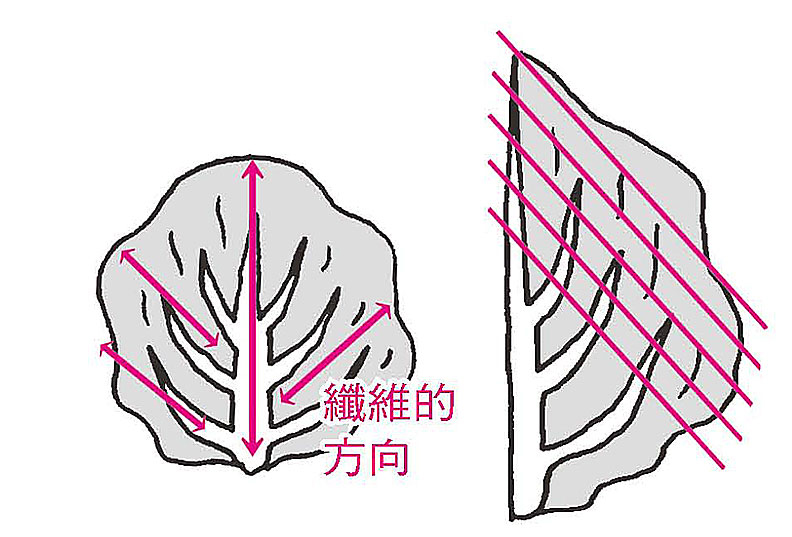高麗菜、萵苣、大白菜沿著葉脈切。