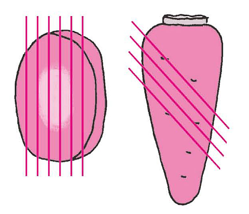 牛蒡、紅蘿蔔先斜切再切絲。