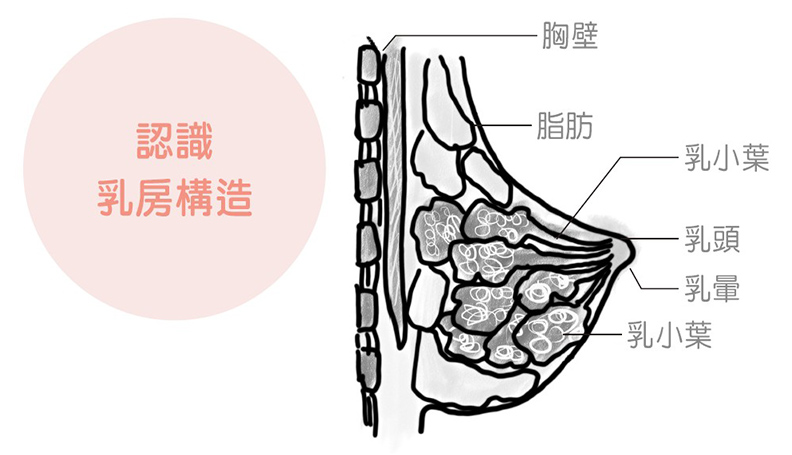 認識乳房構造。