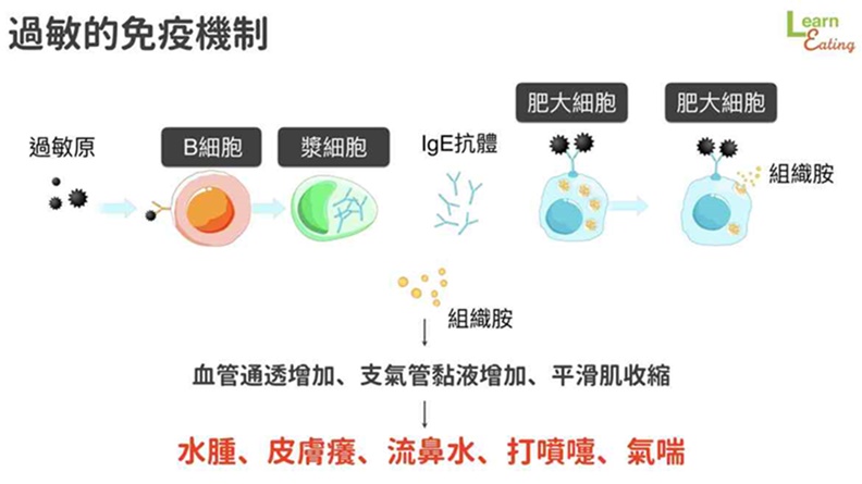 過敏的免疫機制。