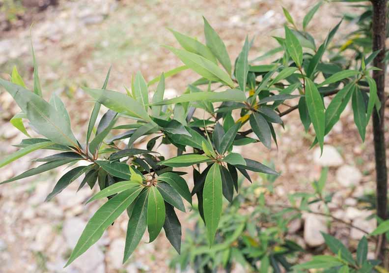 ↑教學區裡,志工剛種下各種野菜,原住民必備的香料馬告(上)有檸檬與胡椒清香,芳香萬壽菊可驅蚊,也能沖成香草茶。