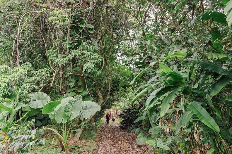 ↑探索區猶如原始森林,其實各種野菜密布,才走一圈,學校秘書長手上已經採好一把飛機菜。