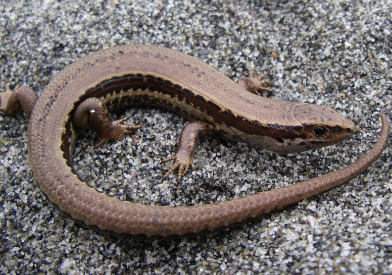 布倫斑點石龍子