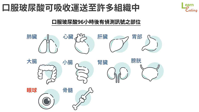 口服玻尿酸可吸收運送至許多組織中。