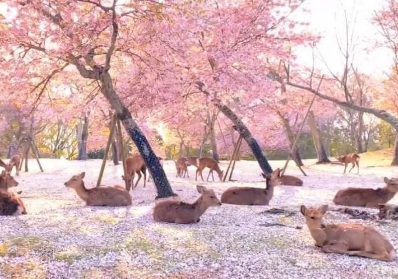 奈良如仙境般美麗的畫面