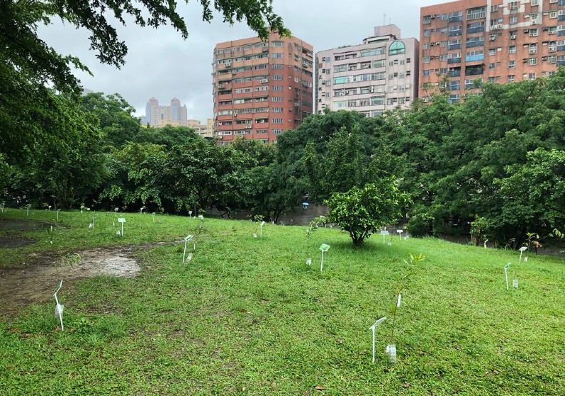 中和四號公園小山坡上新植的中大型喬木小苗,為都市林打好生態系功能的基礎。攝影:廖靜蕙