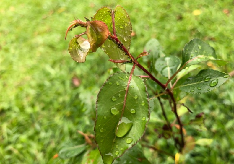 帶著雨水的鳥梨,是居民指定樹種,期待開花招蜂引蝶,長大結實提供鳥類食物來源,帶動一連串生態系。攝影:廖靜蕙
