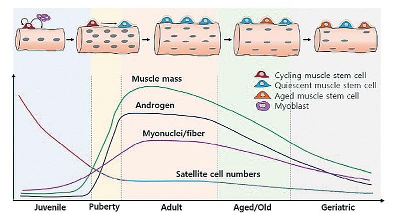 平均肌肉質量隨著年齡增長的下降。(Unraveling the Paradoxical Action of Androgens on Muscle Stem Cells (2019))