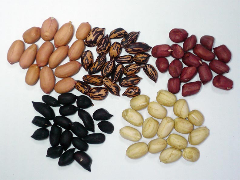不同品種的花生顏色也不一樣;花生主題館提供。