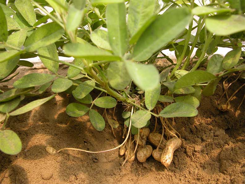 花生生長在土裡面,台語稱為土豆;花生主題館提供。