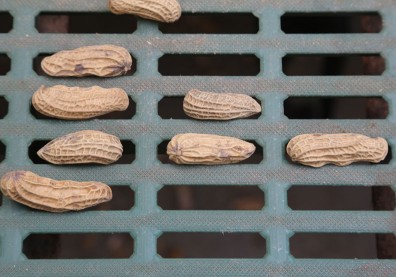 花生含維生素B能紓壓，居然還是延壽的「長生果」？